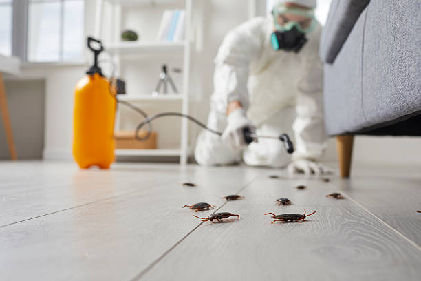 Commercial Kitchen Cockroach Control in Mountain Lake Park